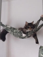 A cat lounging in the swing hammock.