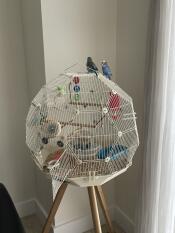 Two birds sat on top of the cream geo bird cage.