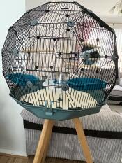 Teal and black Geo Bird Cage on wooden stand, in front of grey sofa