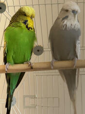 Two budgies sitting on a perch inside the Geo bird cage.