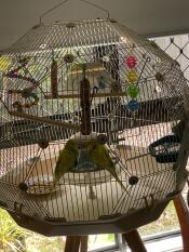 A close up of budgies in the Geo bird cage