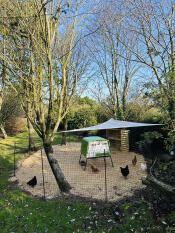 The green Eglu Cube chicken coop set up in a garden surrounded by Omlet chicken fencing.