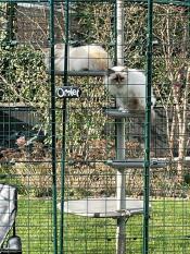 Two cats using the outdoor freestyle cat tree pole