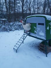 A chicken standing outside a chicken coop in the snow.