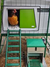 Green Omlet Eglu Cube Large Chicken Coop with chicken