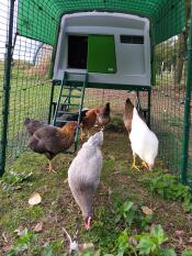 Inside of Omlet Eglu Cube Large Chicken Coop Run with Chickens