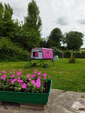 A purple chicken coop in a garden and purple flowers in the foreground