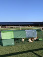 Covers on the run of a green chicken coop