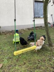 Chickens pecking at the ground behind the yellow Chicken Swing.