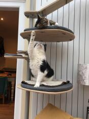 A cat reaching up to another cat on a platform.