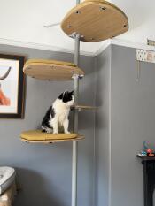 A cat sitting on the indoor freestlye cat tree.