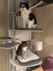 Two cats sitting on platforms attached to the indoor freestyle cat tree.
