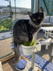 A young cat in the flower pot of his outdoor cat tree