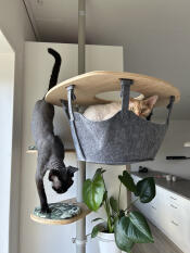 Two cats using the indoor freestyle cat tree