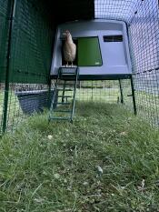 A cover attached to the Eglu Cube chicken run keeping a chicken dry.