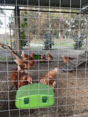 Chickens eating out of the green Eglu Cube feeder.