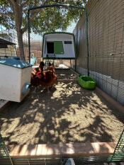 Chickens in the run of their Eglu Cube chicken coop.