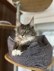 A cat resting in the Catnip Grey nest bed attached to the freestyle cat tree.