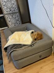 A dog sleeping on his grey bolster bed with a blanket
