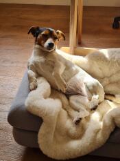 Our dog really likes the sheepskin blanket, it is very soft and works well on the topology bed! Looks great used on its own too.