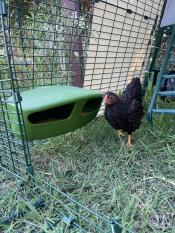 Black chicken stood next to green Eglu Go feeder attached to coop run mesh.