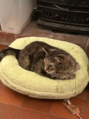A cat resting in the Pistachio Green Maya Donut cat bed.