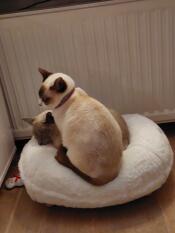 2 cats trying to fit in a donut shaped cat bed
