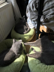 Three cats resting in three maya donut cat beds.