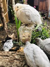 Poppy peck ft nature’s grub snacks = happy chicken 