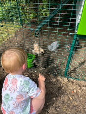 A child looking at chickens in the Eglu Cube run.