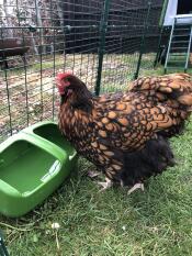 A chicken drinking from her drinker