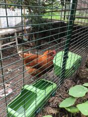 A chicken pecking some food from her green plastic feeder