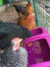 The Cube drinker holds plenty of water for my girls