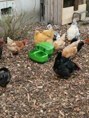 A group of chickens next to the green Eglu Cube drinker and feeder.