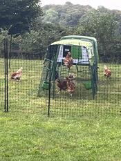 Chickens around their Eglu Cube chicken coop and fencing.