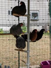 Chickens using the perch attached to the PoleTree.