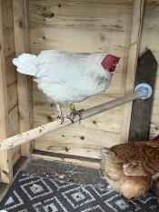 A chicken stood on the Omlet Chicken Perch.