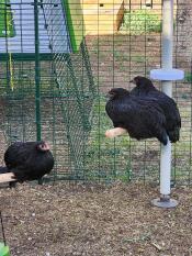 Chickens using the Omlet chicken perches in their walk in run.