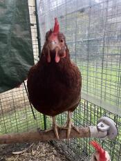 Close up of chicken stood on perch inside walk in run.