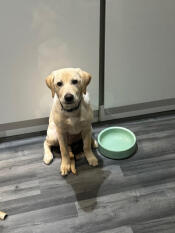 A labrador sitting next to the Omlet dog bowl in sage green.