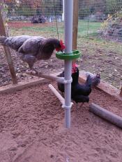 Chickens pecking treats in their enclosure