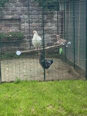 Chickens using the 2m Chicken Perch.