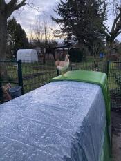 A chicken sat on top of the green Eglu Cube.