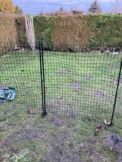 The Omlet Chicken Fencing Poles set up in a garden.