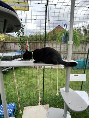 A cat sitting on the outdoor plastic bridge attached to the freestyle cat tree.