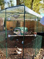 Chickens on the Omlet Chicken Perch attached to a walk in run.