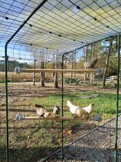 Chickens perching on the Omlet Chicken Perch attached to a walk in run.