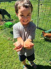 A child holding eggs outside of the Eglu Cube chicken coop run.