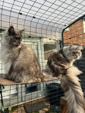 Two cats sitting on the Omlet cat shelf attached to the catio.