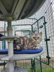 A cat resting on the outdoor freestyle cat platform